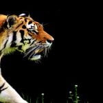 ماذا تعرف عن حيوان النمر العربي؟ 5 معلومات هامة لا تعرفها من قبل