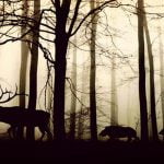 3 معلومات عن الحيوانات المهددة بالانقراض