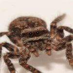 12 تفسير لرؤية العنكبوت في المنام