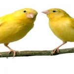 8 من أهم المراحل الخاصة بعملية تكاثر الكناري