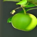 13 فائدة لتناول التفاح الأخضر صباحاً