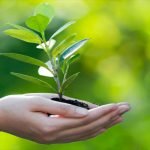 2 من المراحل الأساسية لإتمام عملية البناء الضوئي