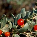 22 فائدة صحية لنبات العوسج