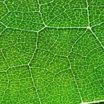 2 من أهم المعلومات عن عملية البناء الضوئي