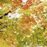 4 معلومات عن فصول السنة الأربعة وترتيبهم