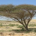 5 معلومات تتعرف من خلالها على نبات السمر وفوائده