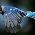 5 من أجمل العصافير في العالم