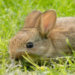 7 مميزات مذهلة لتربية الأرانب في المنزل