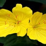 اكتشف 7 فوائد زيت زهرة الربيع المسائية