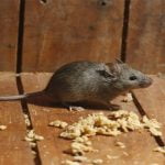 5 من أهم طرق طرد الفئران