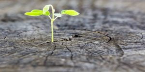 72 مقولة عن الأمل والتفاؤل