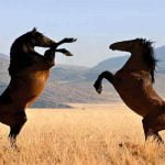 8 معلومات مهمة عن الخيول