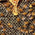 8 معلومات توضح معيشة مجتمع النحل