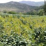 تعرف على فوائد وأضرار القات فى 3 نقاط