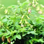 3 معلومات عن استخدامات وأضرار عشبة الكثيرا