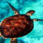 أهم 4 معلومات عن جهود العلماء في تصنيف الحيوانات