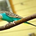 لعشاق تربية الطيور المنزلية .. 5 نصائح هامة لتربية طائر الكناري