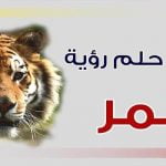 أهم 5 تفسيرات لرؤية النمر فى المنام
