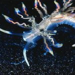 أهم 5 معلومات عن تصنيف الكائنات الحية