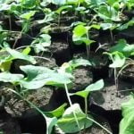 20 من أهم فوائد القسط الهندي