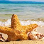 4 نقاط عن خصائص وأنواع شوكيات الجلد اكتشفها