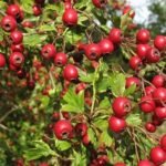 5 فوائد عشبة برزطم تعرف على كيفية استعمالها