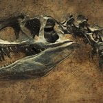 عصر الديناصورات .. 10 أمور يجب أن تعرفها عن هذا العصر