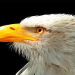 6 معلومات قد لاتعرفها عن النسر