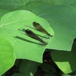 7 أنواع من الحشرات المؤذية