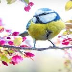 8 معلومات عامة عن صفات الطيور وأنواعها وخصائصها