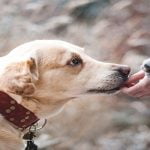 تعلم كيفية تربية الكلاب الصغيرة ورعايتها فى 5 نقاط