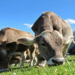 أكثر من 4 معلومات عن تسمين العجول في مصر