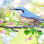 4 من أجمل مختارات الشعر عن الربيع