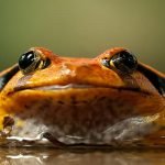 أهم 5 معلومات عن الضفادع