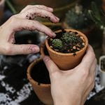 10 معلومات عن خصائص النباتات البذرية