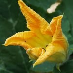 3 طرق هامة لتحضير قرع العسل