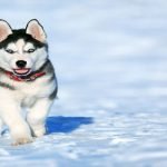 4 تفاصيل تساعدك على تربية كلب الهاسكي