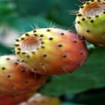 8 من أهم فوائد التين الشوكي