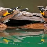 أطرف 8 معلومات عن طائر الحسون