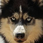 5 أنواع من أفضل كلاب الحراسة