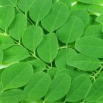 تعرّف على أهم 10 فوائد لشجرة المورينجا أو شجرة الحب