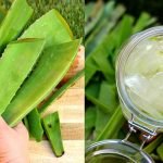 10 استعمالات لجل الصبار