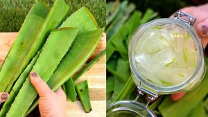 10 استعمالات لجل الصبار