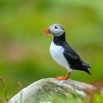 4 معلومات عن طيور الفيشر النادرة