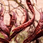 4 مشاكل جنسية يعالجها الخروب