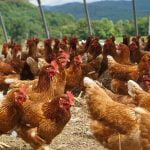 5 خطوات لتربية الدجاج بالمنزل