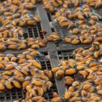 7 فوائد لحب الرشاد للجنس والجماع