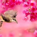 شكل حمام الشقلباظ في 4 مواصفات