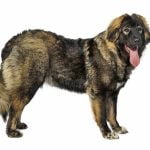 10 معلومات عن الكلب القوقازي