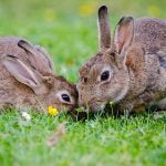 11 نصيحة حول تربية الأرانب في المنزل